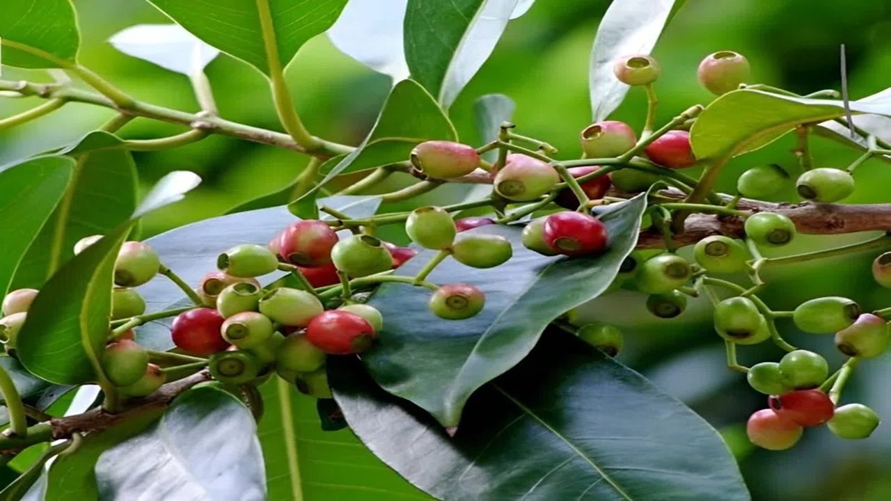 lá vối có tác dụng gì