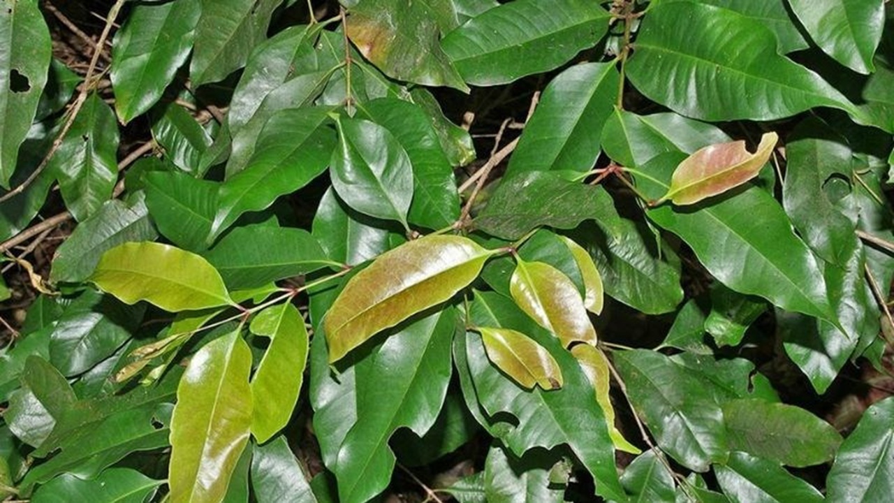 lá vối có tác dụng gì