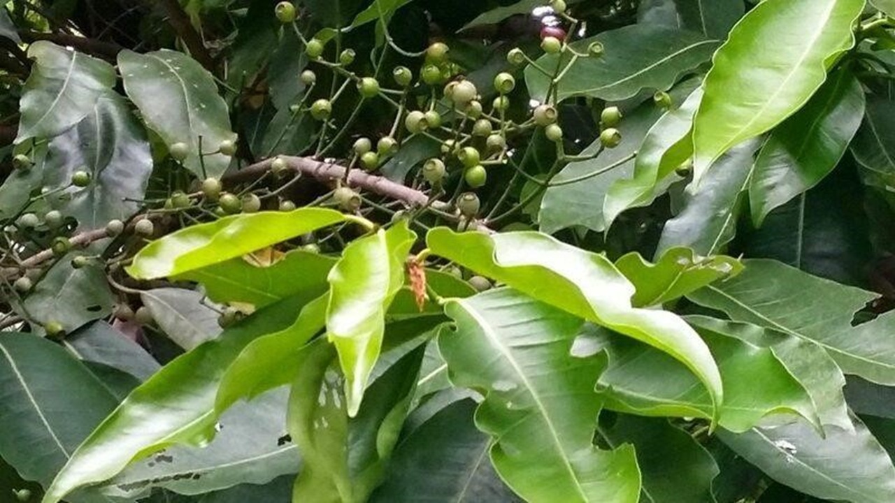 lá vối có tác dụng gì