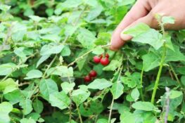 Cà gai leo: Công dụng, cách dùng và những lưu ý quan trọng