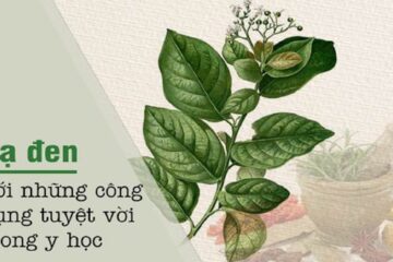 Khám phá 10 công dụng tuyệt vời của cây xạ đen đối với sức khỏe