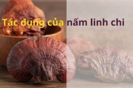 10 tác dụng tuyệt vời của nấm linh chi mà bạn nên biết