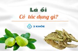 Lá ổi có tác dụng gì? 10 công dụng tuyệt vời cho sức khỏe và làn da ít ai biết